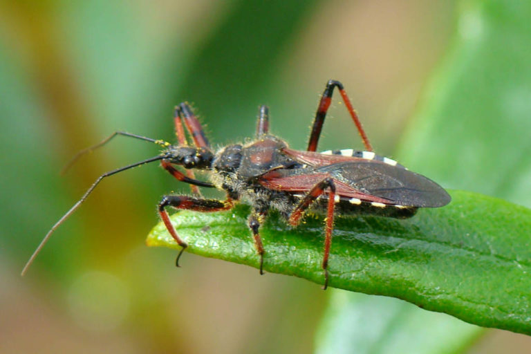 the-kissing-bug-disease-on-the-rise-blackdoctor-where