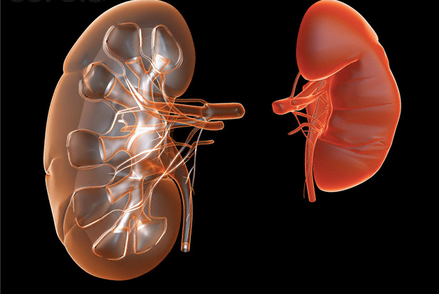 An illustration of two kidneys