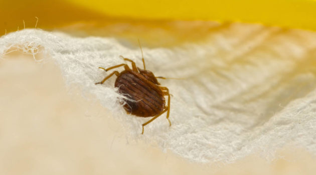 How to get rid of bed bugs