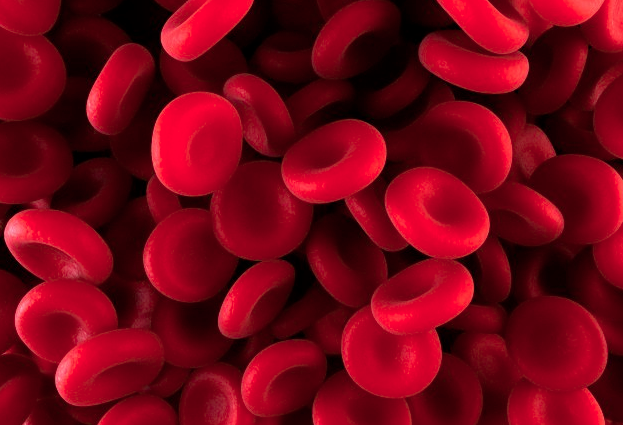 Microscopic image of red blood cells