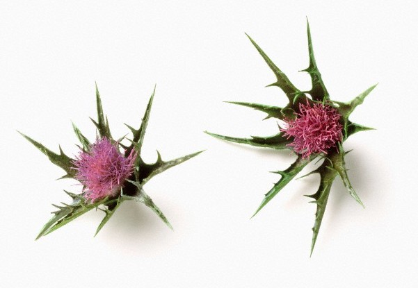Milk Thistle