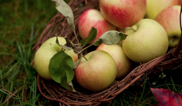 Apples in a basket sitting on grass