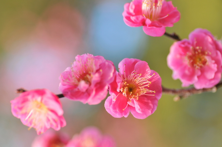 pink flowrs