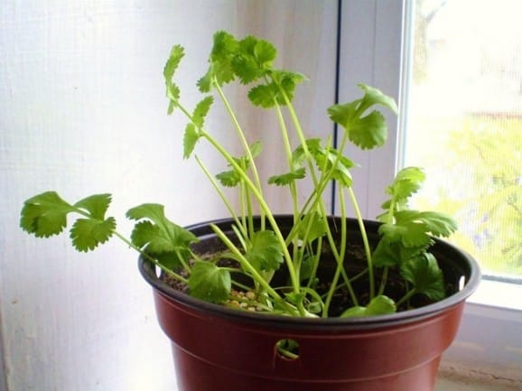 cilantro
