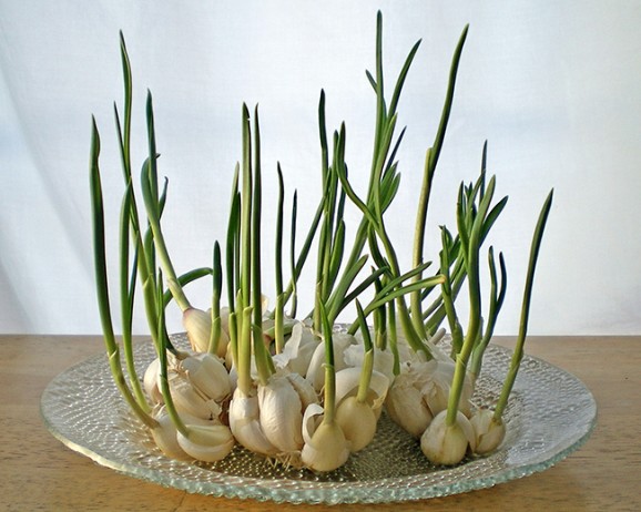 Garlic