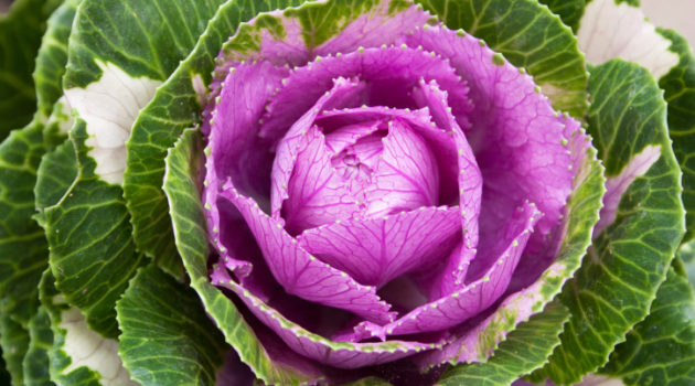 Purple Cabbage Vs. Green Cabbage