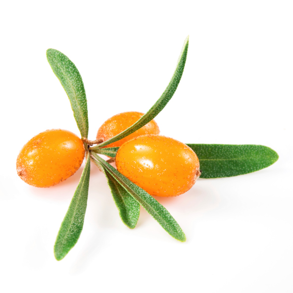 sea buckthorn