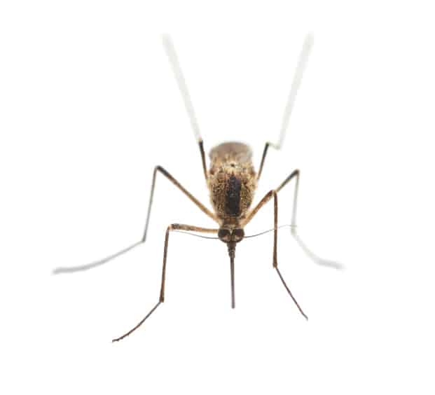 Mosquito