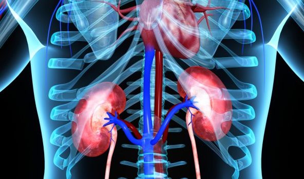 how-to-take-care-of-your-kidneys