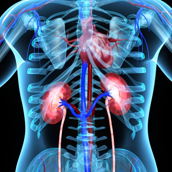 human body illustration with kidneys