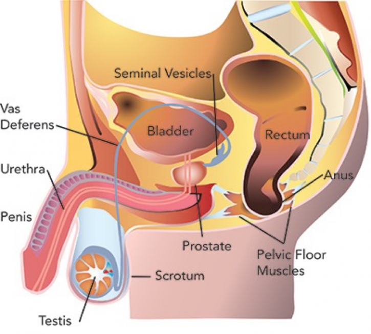 Prostate men's reproductive image