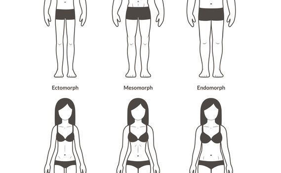 3 body types