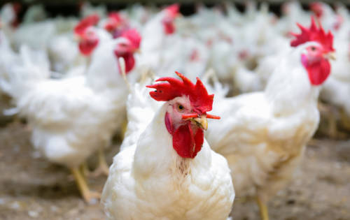 BREAKING: New Bird Flu Found In Tyson Chicken - BlackDoctor.org - Where ...