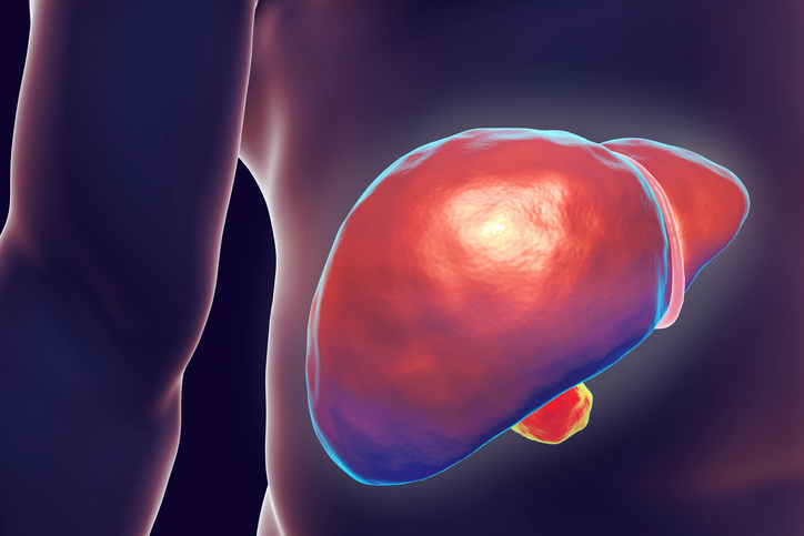 Liver in body hepatitis