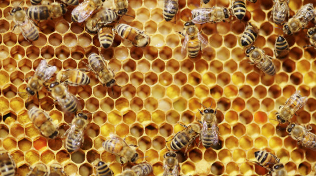 Bees on honeycombs.