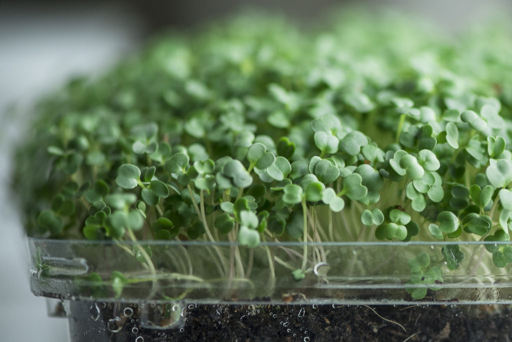 Microgreens: The Pint-sized Immune-boosting Veggie That Packs A Punch 