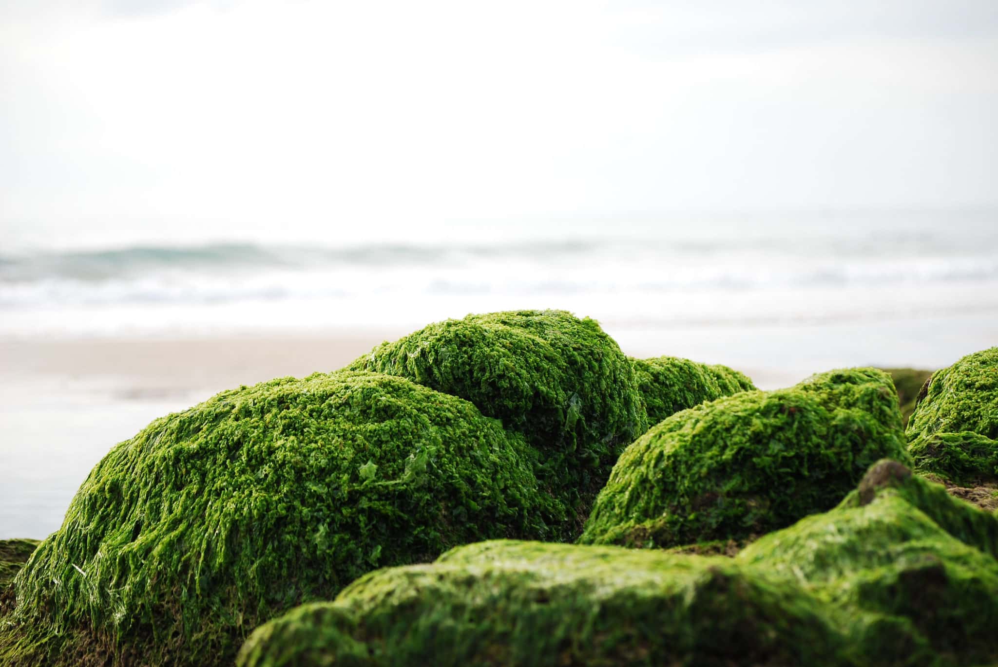 Sea Moss Benefits for Mucus | BlackDoctor.org