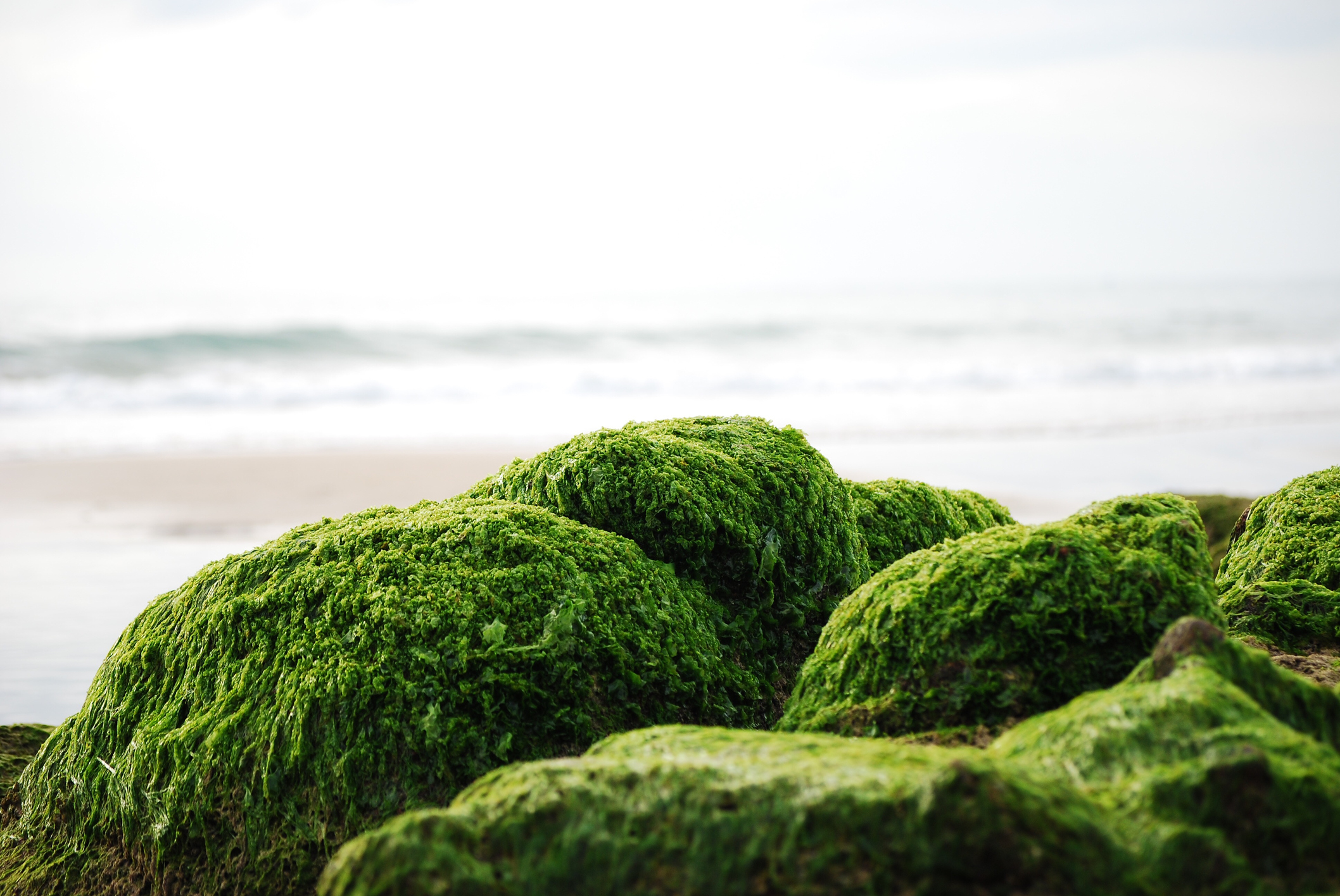natural Irish moss). sea moss. 