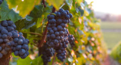 health benefits of black grapes