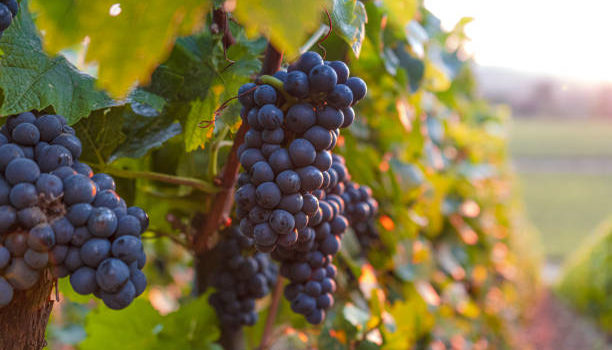 health benefits of black grapes