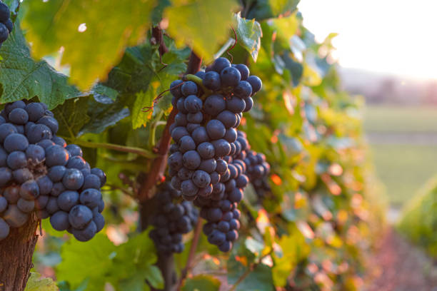health benefits of black grapes