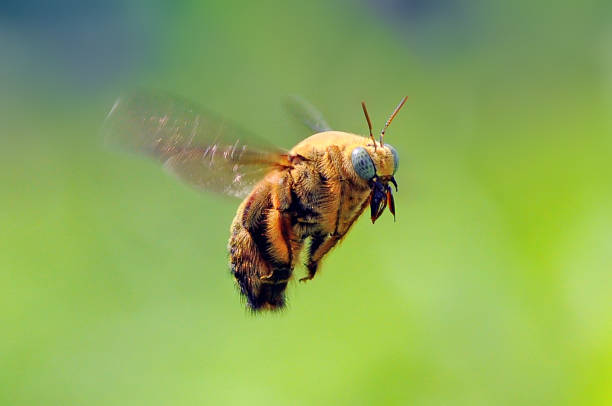 bug bites