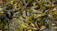 seaweed therapy