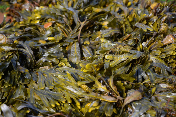 seaweed therapy