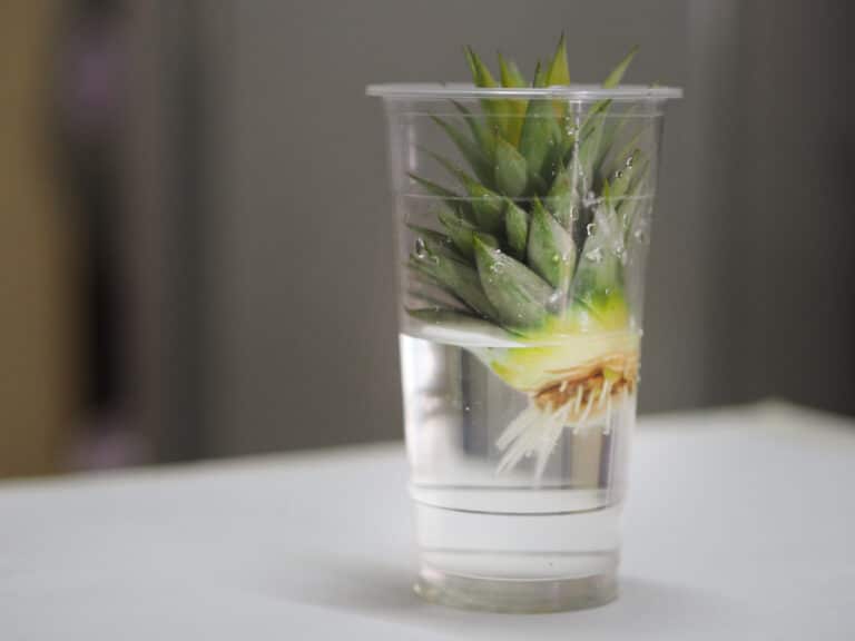 WHAT ARE THE HEALTH BENEFITS OF DRINKING PINEAPPLE WATER visual data 6