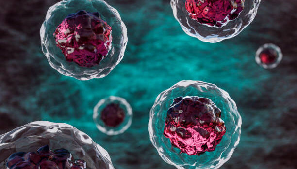 blood stem cells