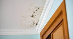 black mold