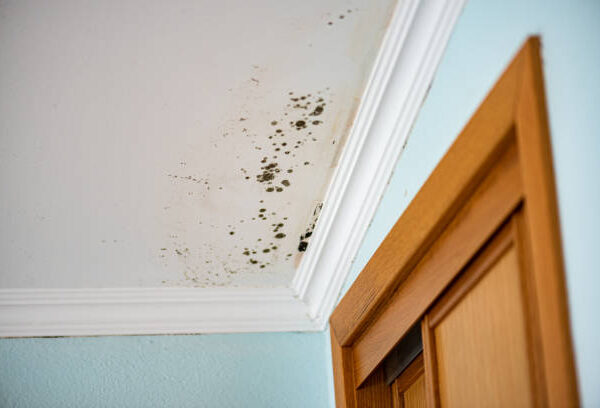 black mold