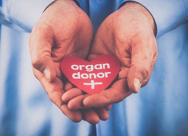 living organ donor