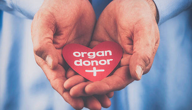 living organ donor