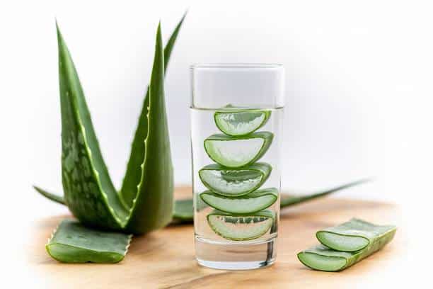 aloe vera