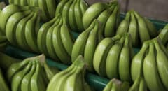 green bananas