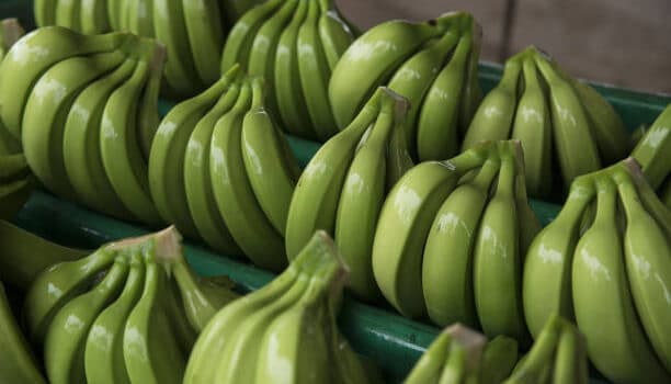 green bananas