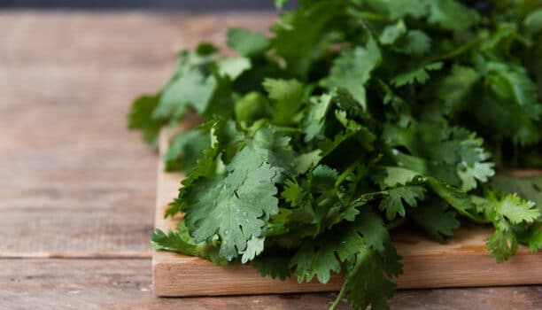 benefits of cilantro